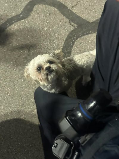 Do you recognize this familiar face? They were found roaming the area of Kroger in Moraine. If you do, please contact the Moraine Police Department at (937)535-1166 for more information.